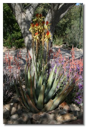 Tucson (32)   Desert Agave